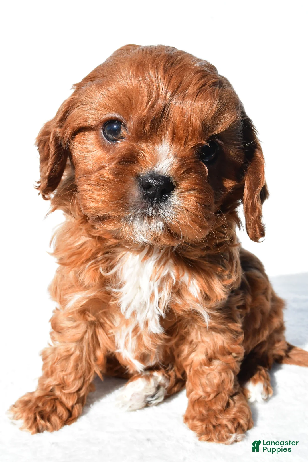 Cavapoo dogs for sale: Sage - Ad 1