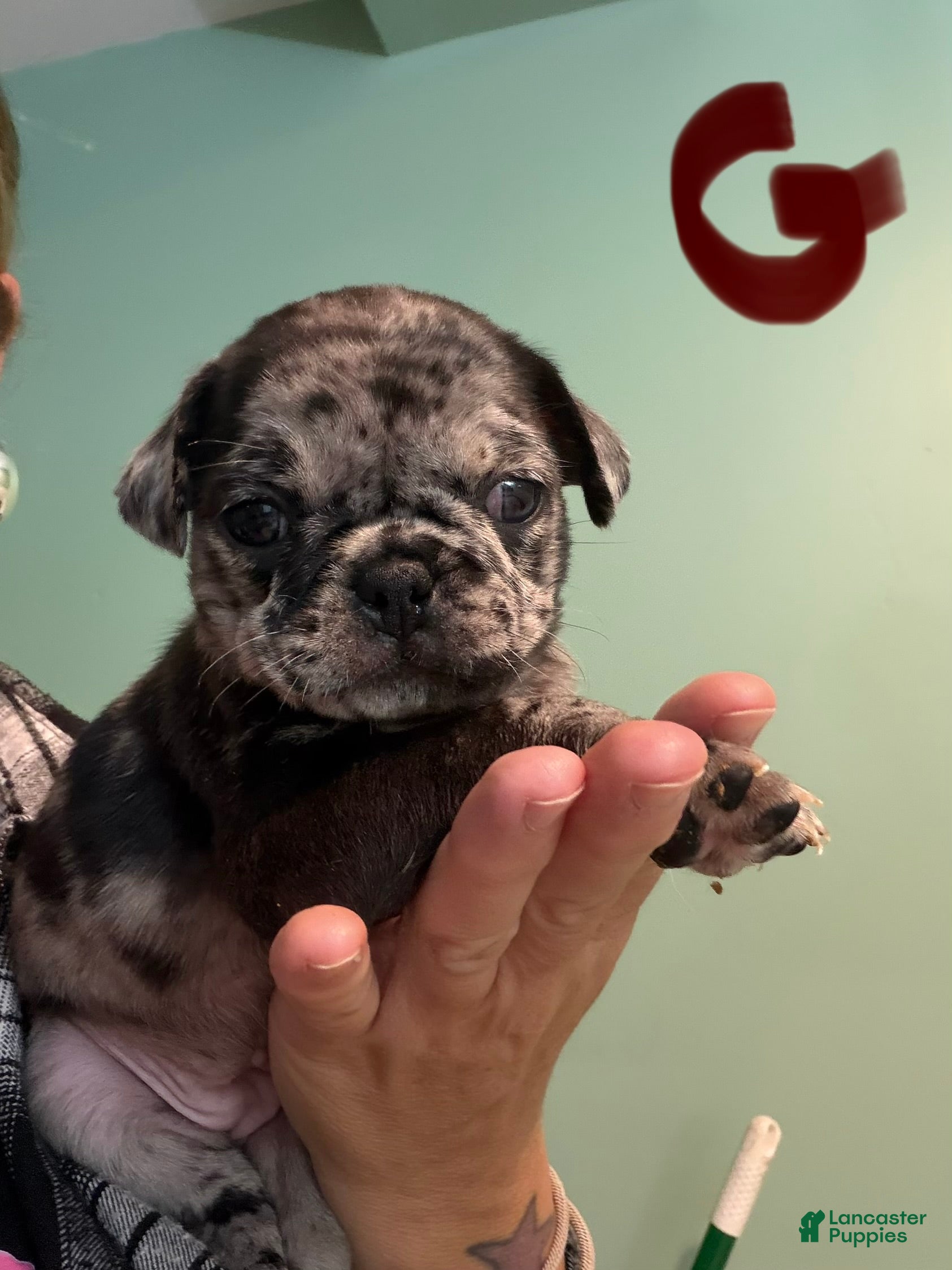 Pug dogs Pug 1 - Ad 20