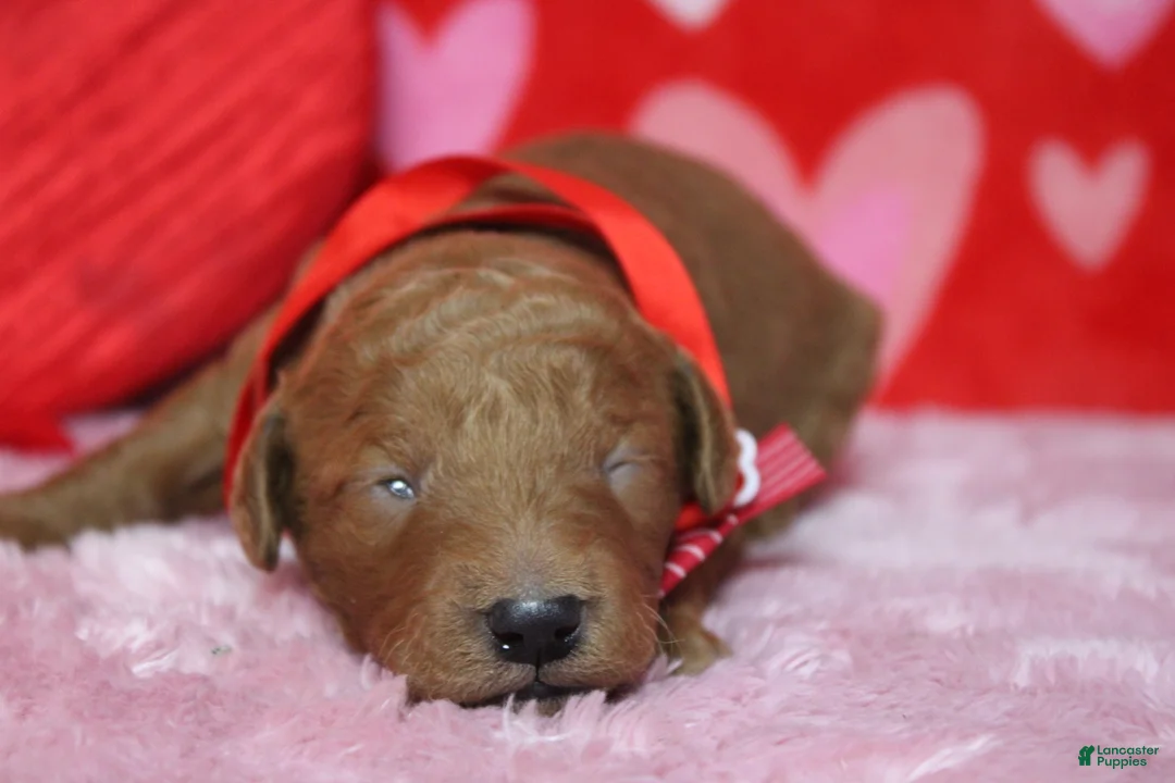 Goldendoodle dogs for sale: Sprite  - Ad 5