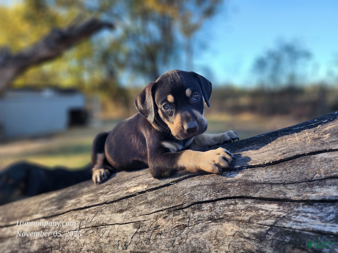 Catahoula Leopard Dog dogs for sale: Tracy II 2025 Female 3 - Ad 10