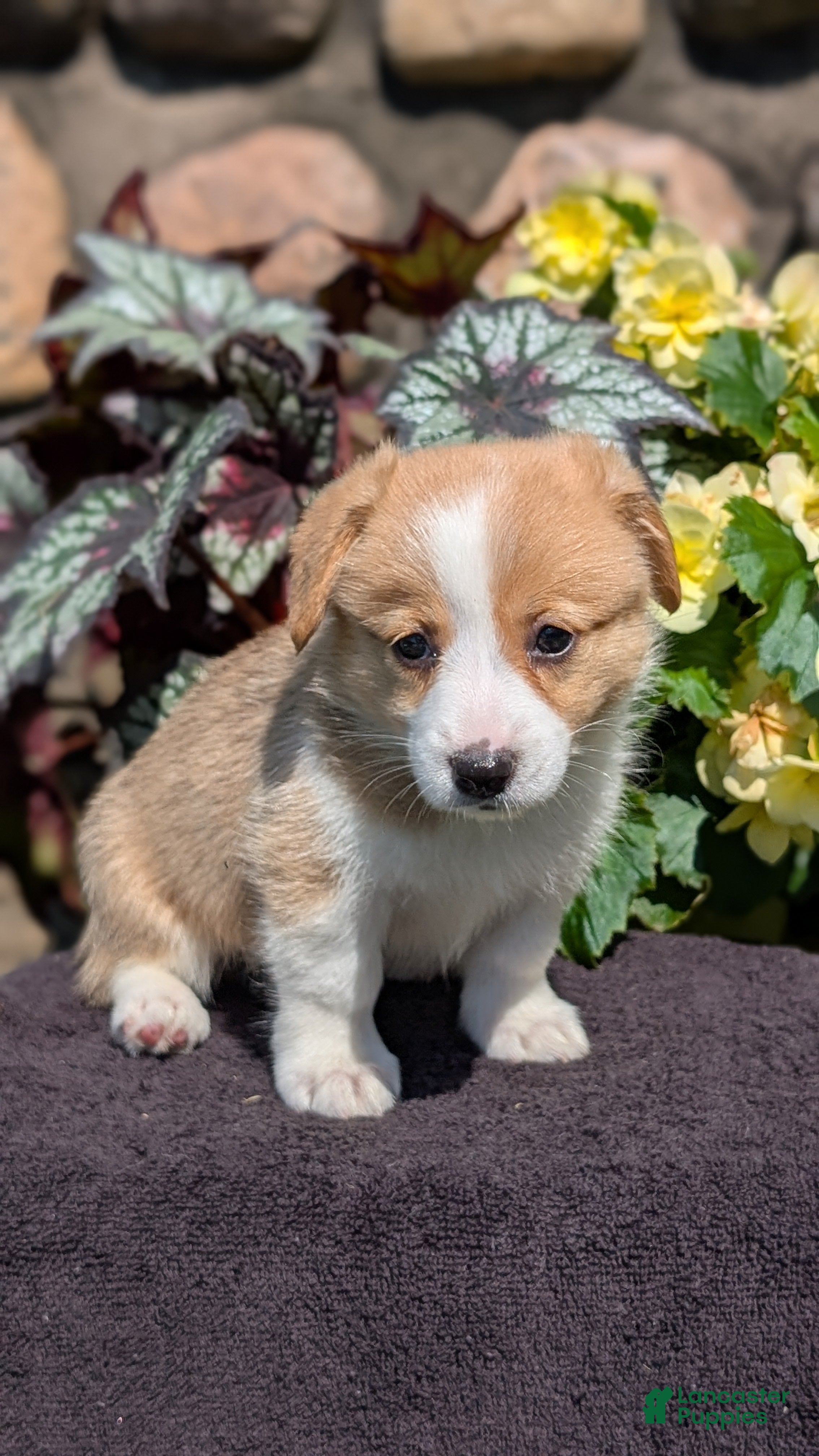 Welsh Corgi Pembroke dogs Nadia - Ad 2