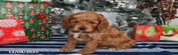 Cockapoo dogs for sale: Dallas - Ad 5