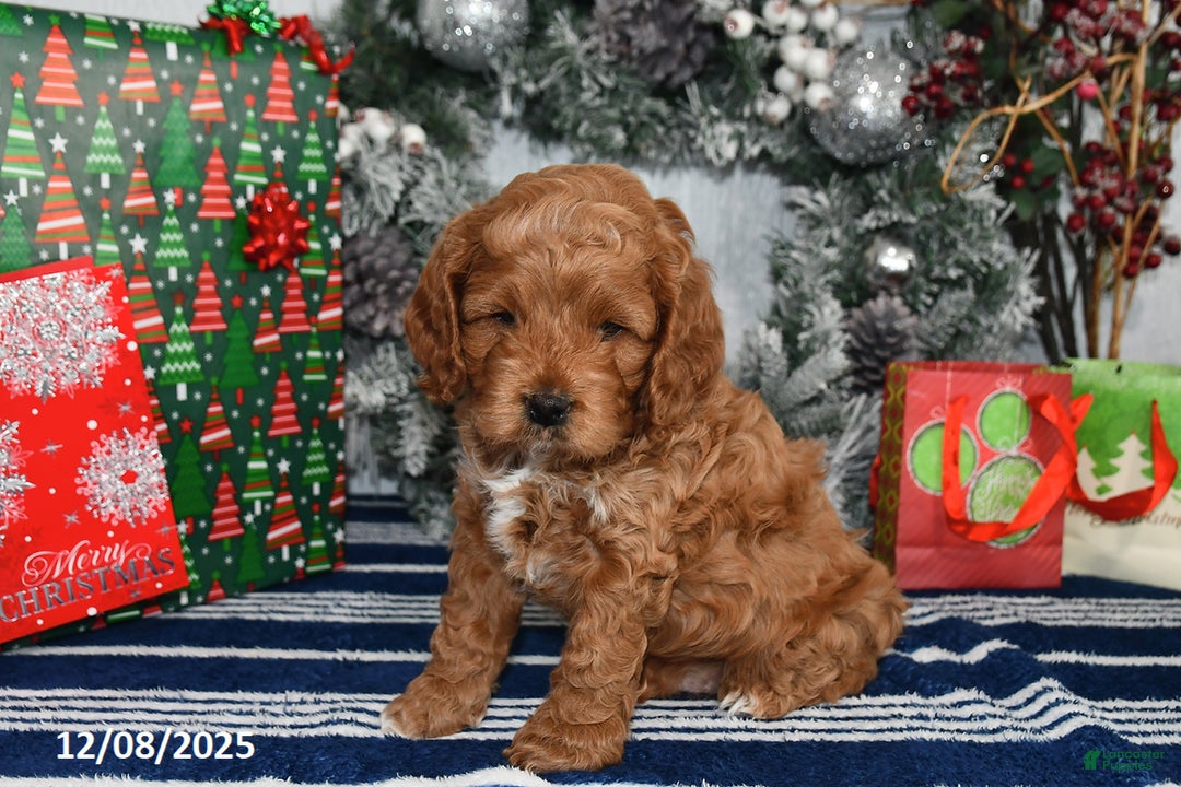 Cockapoo dogs for sale: Dallas - Ad 5