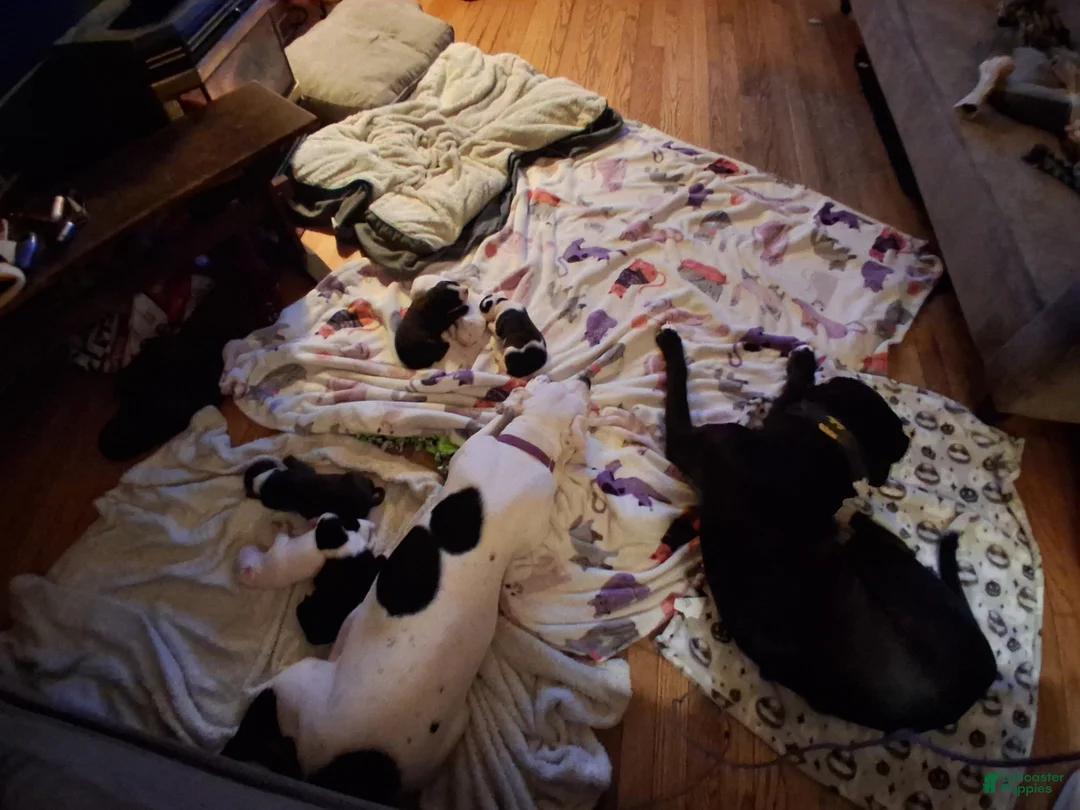 Mixed Breed dogs for sale: Mixed Breed Puppy 3 - Ad 10