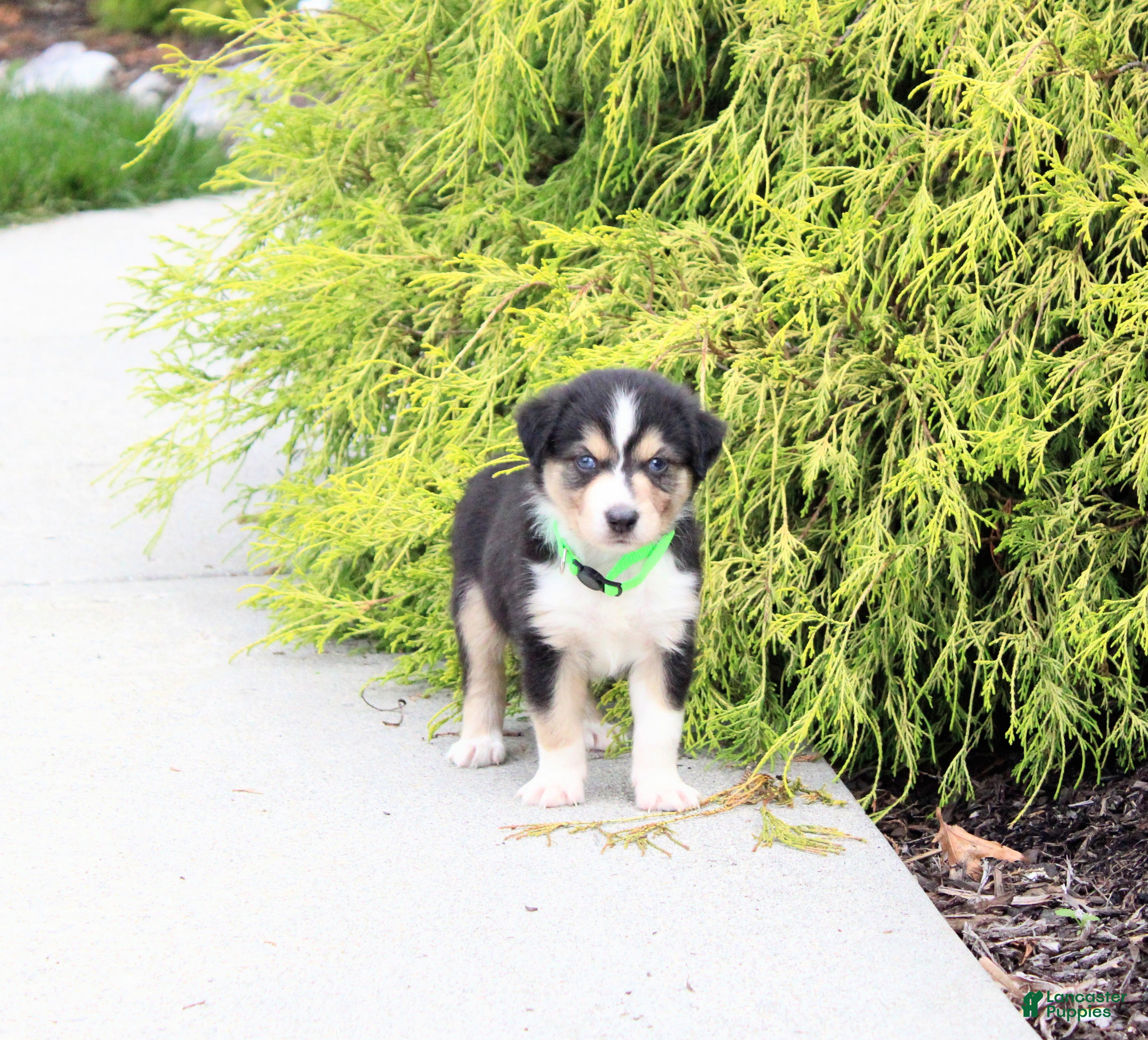 Miniature Australian Shepherd dogs Andy - Ad 1