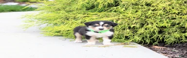 Andy