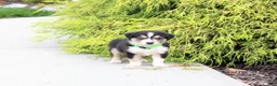 Miniature Australian Shepherd dogs for sale: Andy - Ad 1