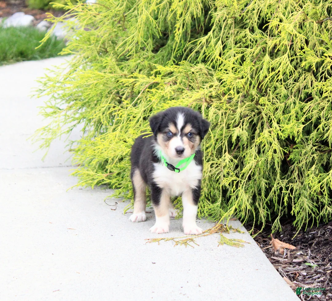 Miniature Australian Shepherd dogs for sale: Andy - Ad 1