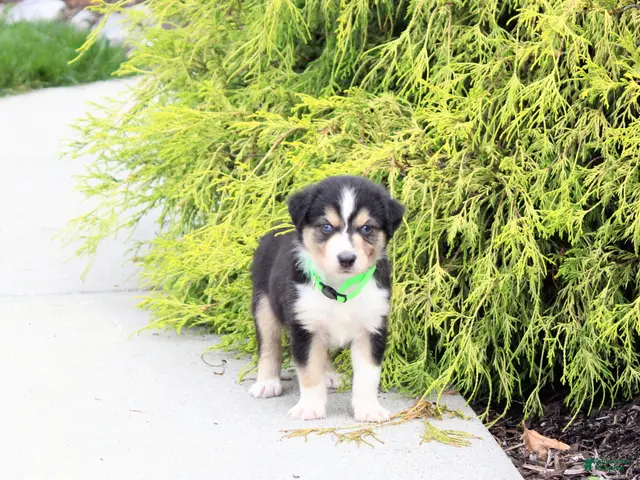Miniature Australian Shepherd dogs for sale: Andy - Ad 1
