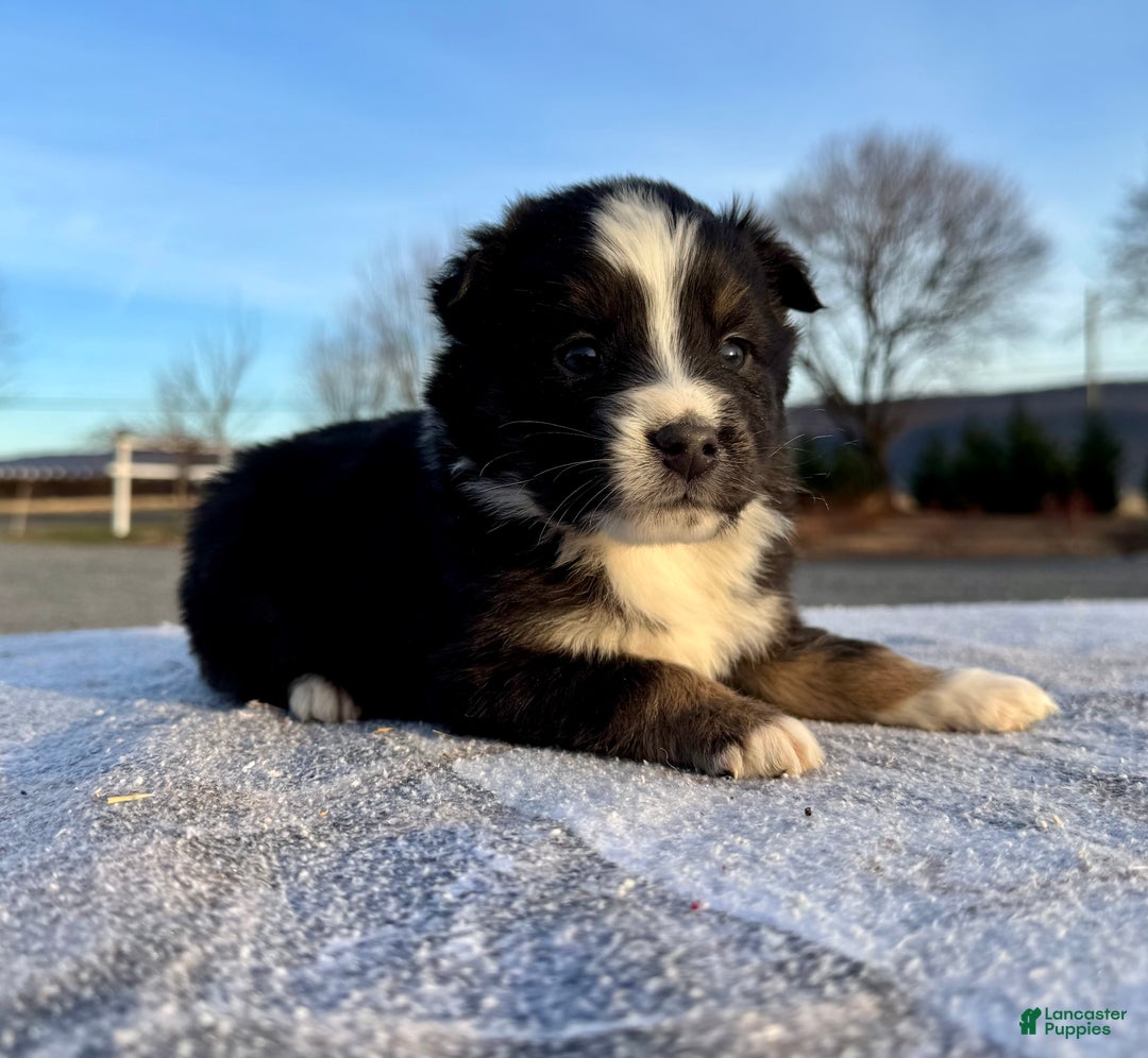 Miniature Australian Shepherd dogs for sale: Ranger - Ad 3