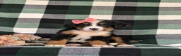 Bernese Mountain Dog dogs for sale: Felicia - Ad 4