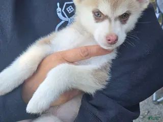 Pomsky dogs Pomsky, Delivery available - Ad 12