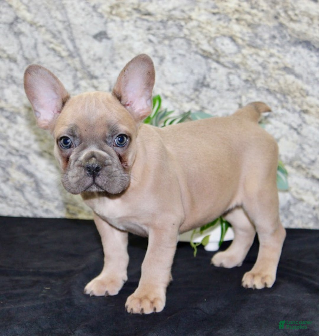 French Bulldog dogs for sale: Dolly - Ad 7