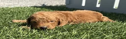 Mini Goldendoodle dogs for sale: Kenny - Ad 2