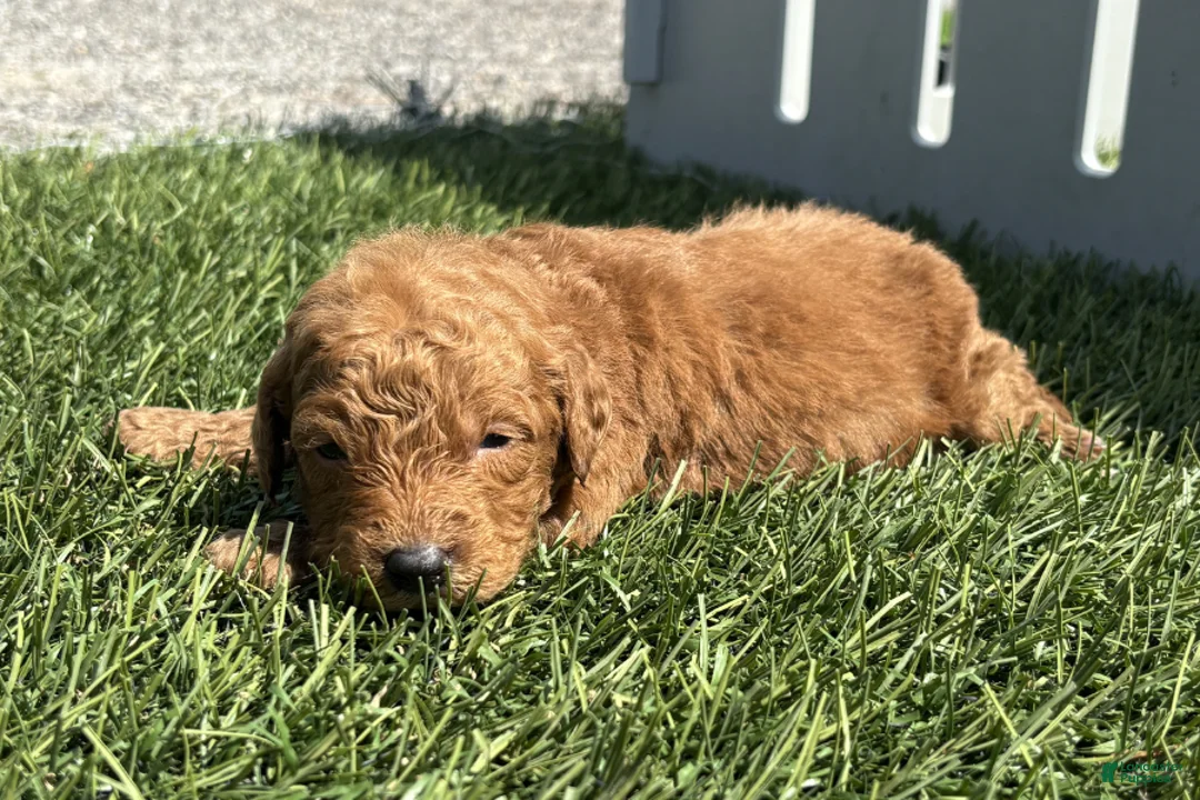 Mini Goldendoodle dogs for sale: Kenny - Ad 2