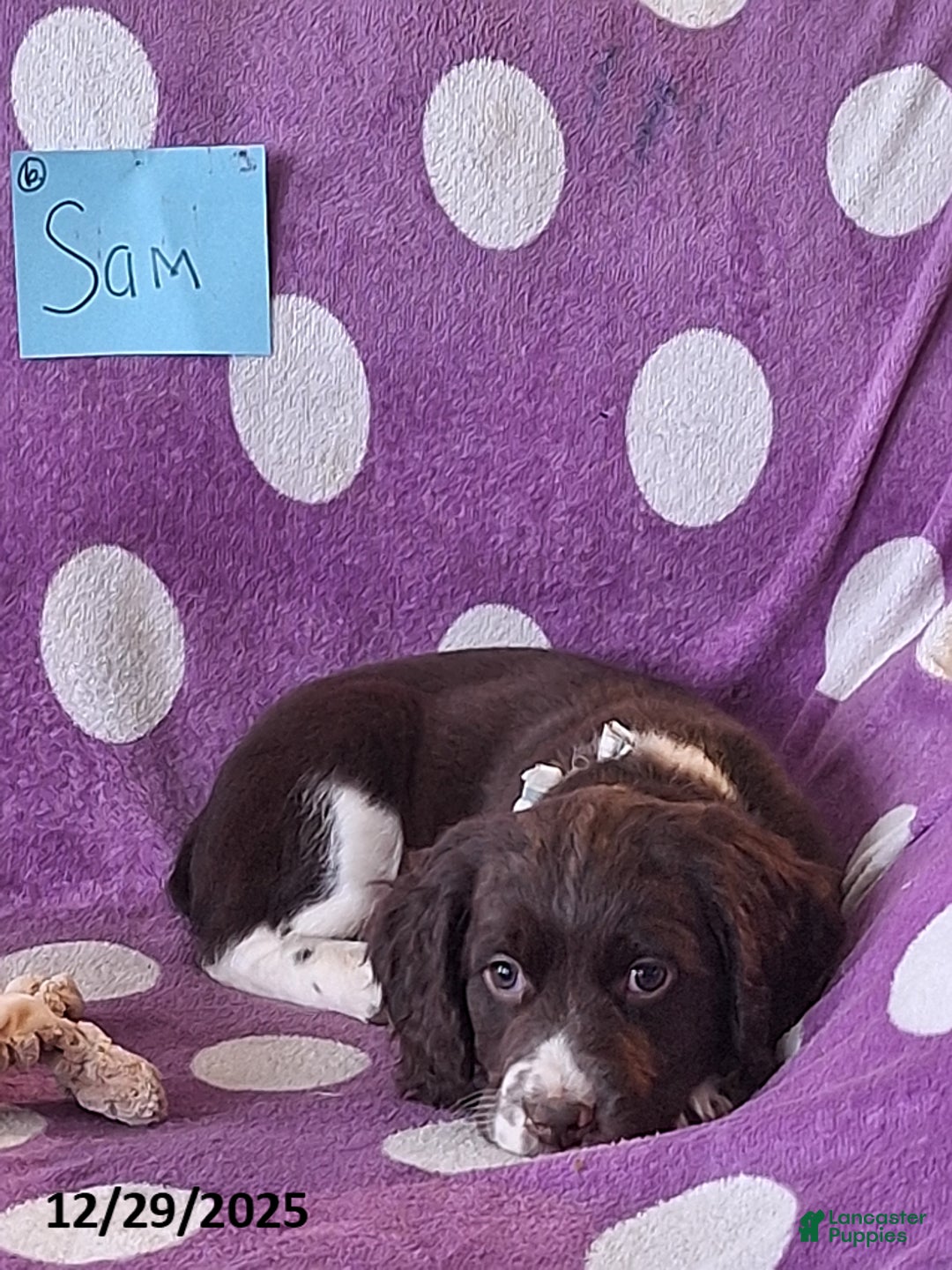 English Springer Spaniel dogs for sale: Sam - Ad 3
