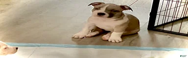 Staffshire terrier, American bully #1