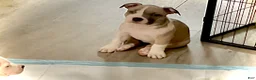 Mixed Breed dogs for sale: Staffshire terrier, American bully #1 - Ad 1