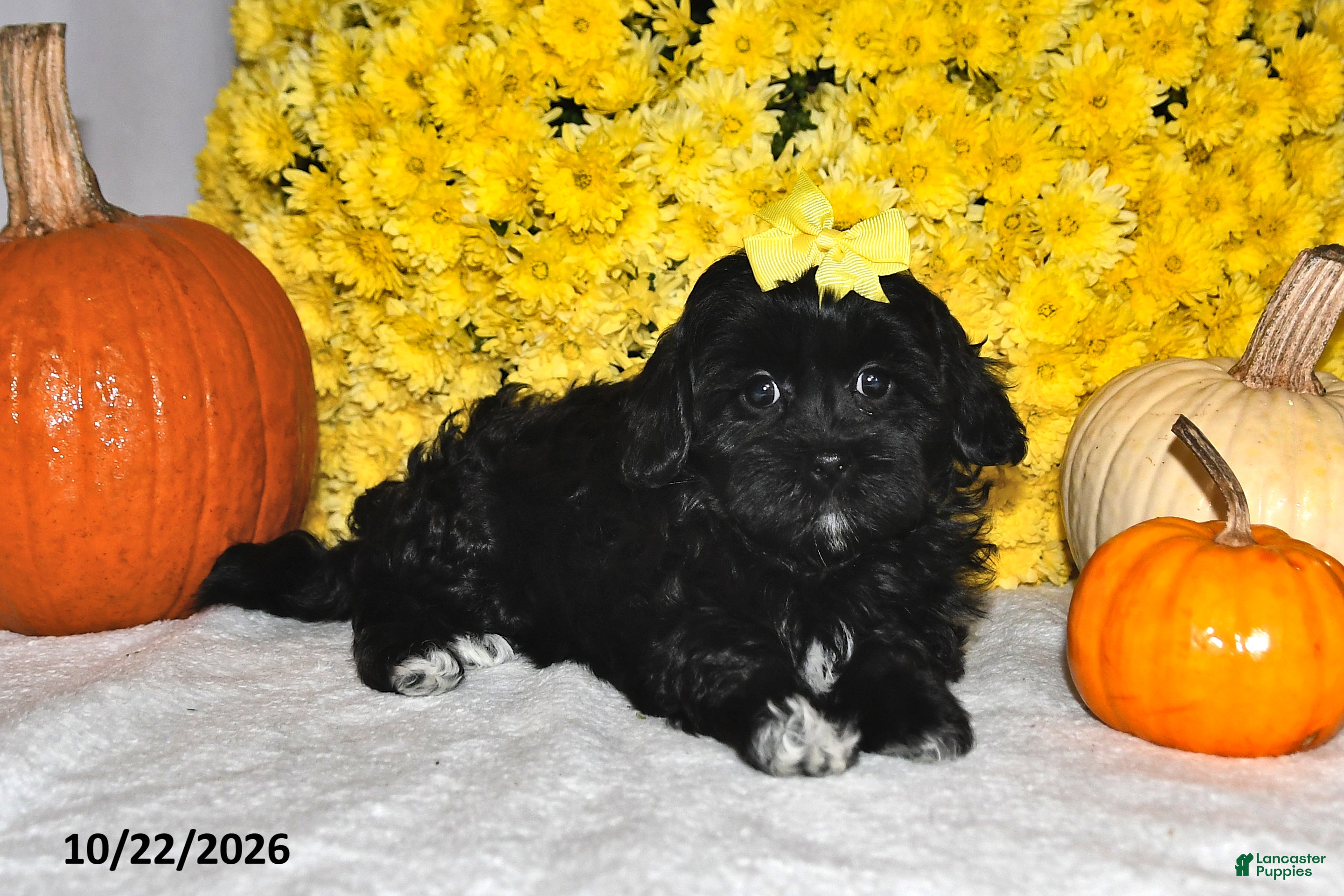 Shihpoo dogs for sale: Tansy - Ad 2