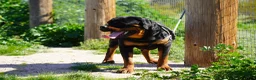 Rottweiler dogs for sale: Rott F1 - Ad 2