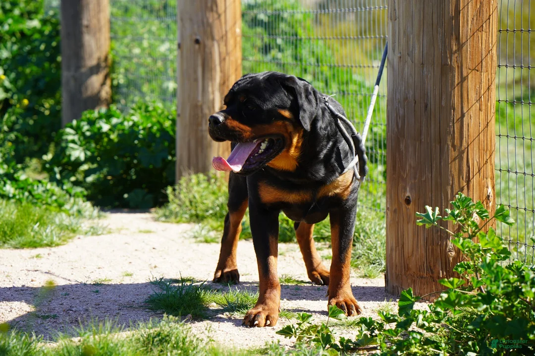 Rottweiler dogs for sale: Rott F1 - Ad 2
