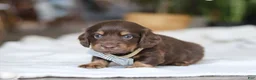 Miniature Dachshund dogs for sale: Glizzy - Ad 5