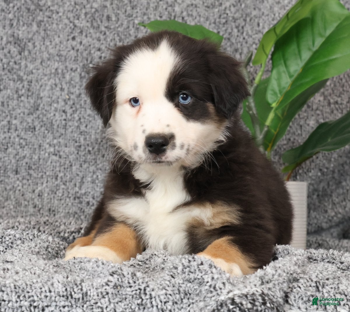 Miniature Australian Shepherd dogs Cooper - Ad 2