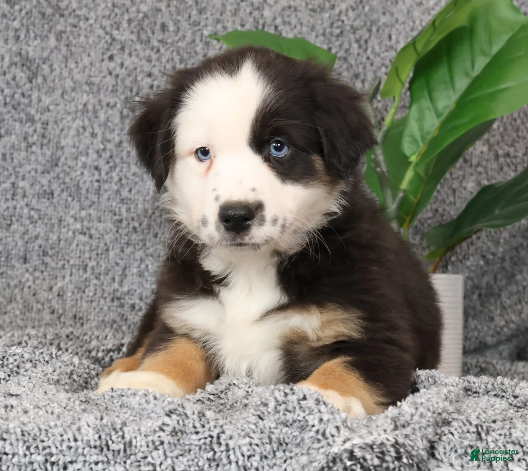 Miniature Australian Shepherd dogs for sale: Cooper - Ad 2