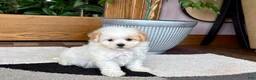 Maltipoo dogs for sale: Gigi - Ad 9