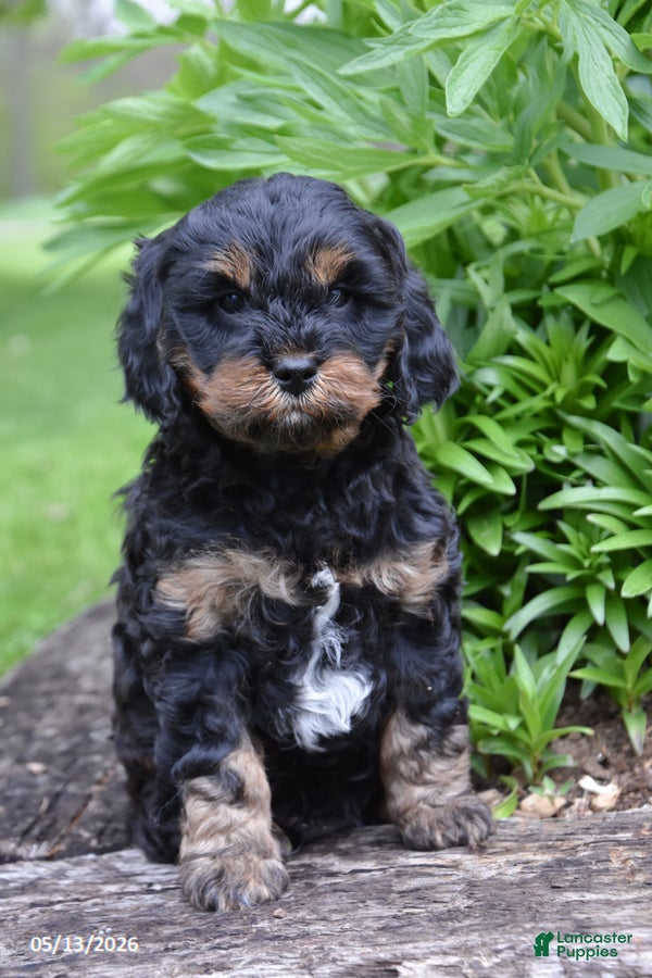 Cavapoo dogs Rover - Ad 1