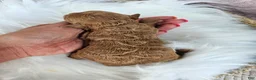 Bichpoo dogs for sale: Rosie - Ad 3