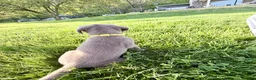 Labrador Retriever dogs for sale: Summer  - Ad 5