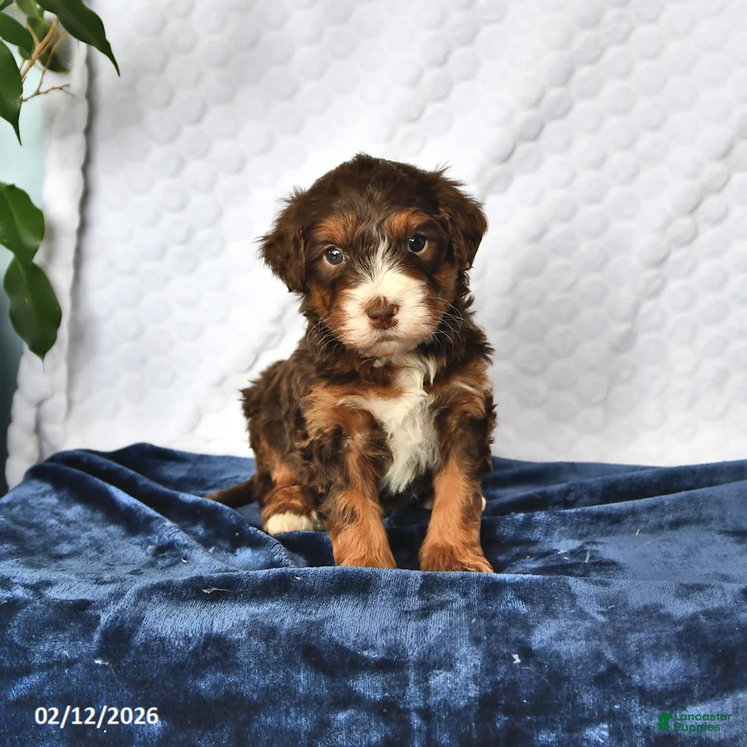 Mini Bernedoodle dogs for sale: Oscar - Ad 3