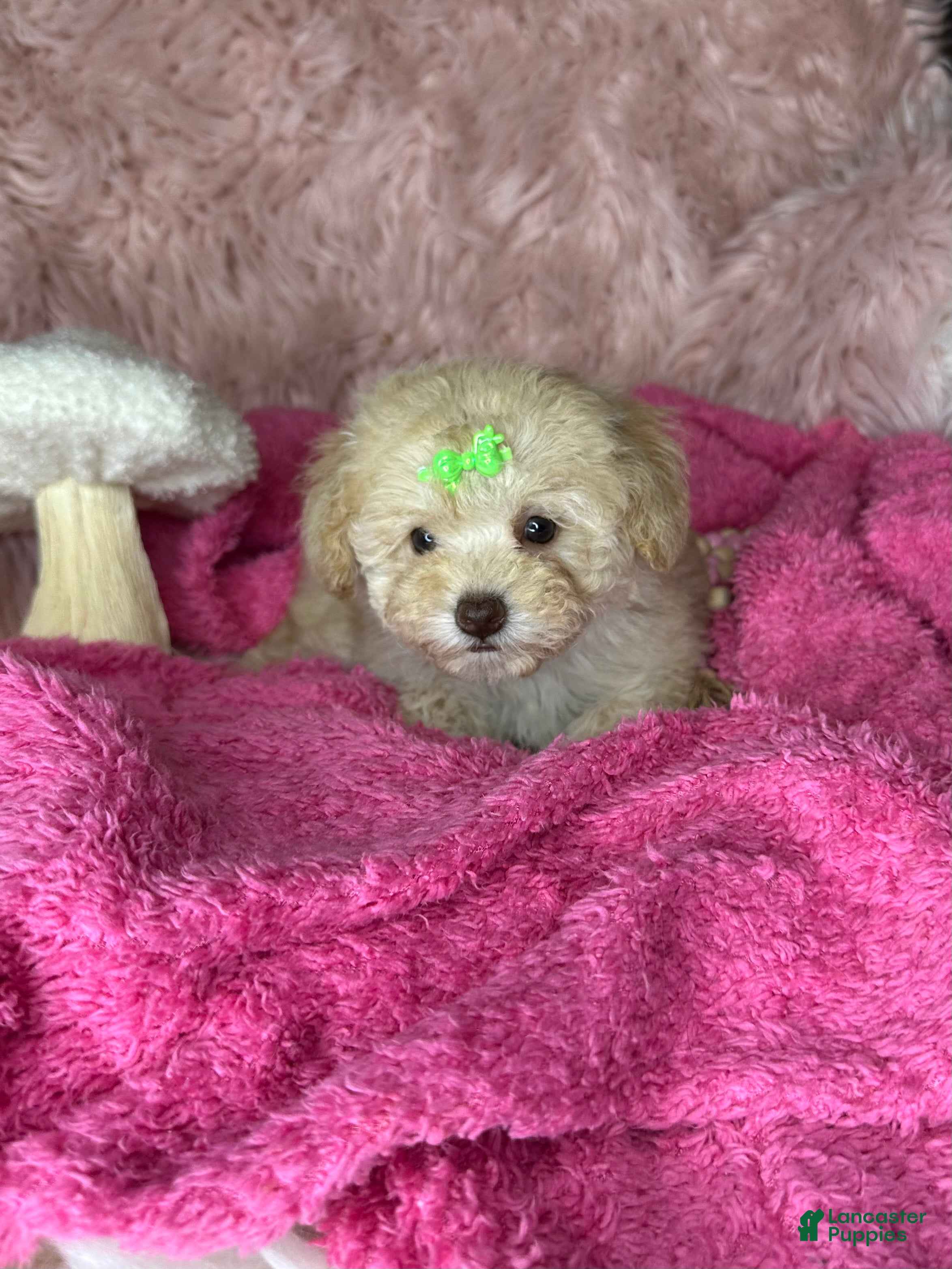 Toy Poodle dogs for sale: Rosemary - Ad 4