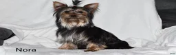 Yorkshire Terrier dogs for sale: Buttons - Ad 16