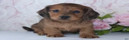 Miniature Dachshund dogs for sale: Sage - Ad 2