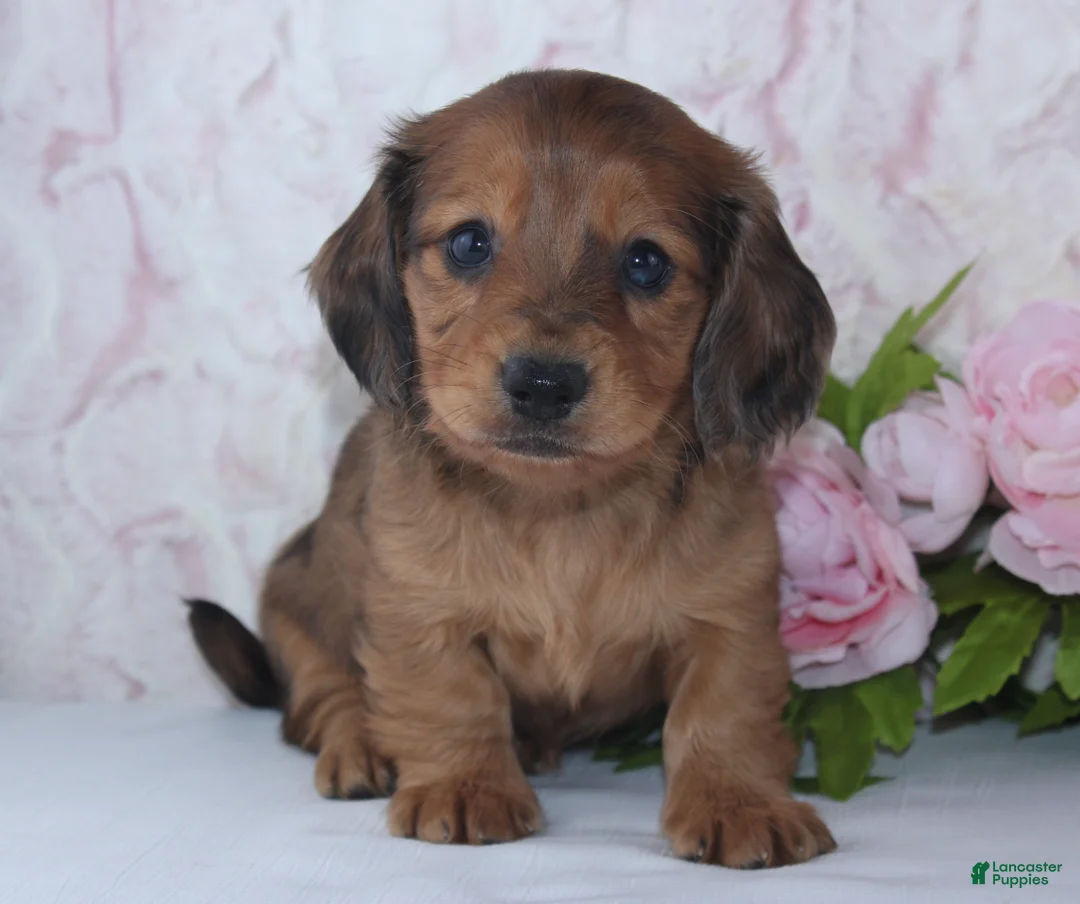 Miniature Dachshund dogs for sale: Sage - Ad 2