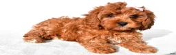 Cavapoo dogs for sale: Ruby - Ad 6