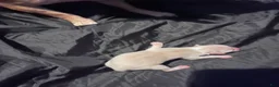 Chihuahua dogs for sale:  1 - Ad 2