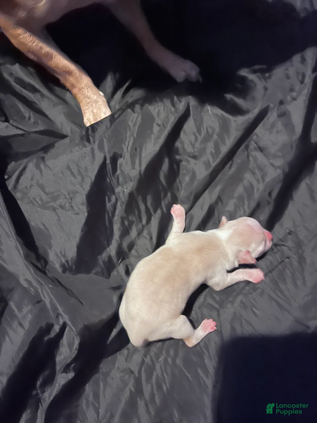 Chihuahua dogs for sale:  1 - Ad 2