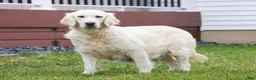 Goldador dogs for sale: Evander - Ad 5