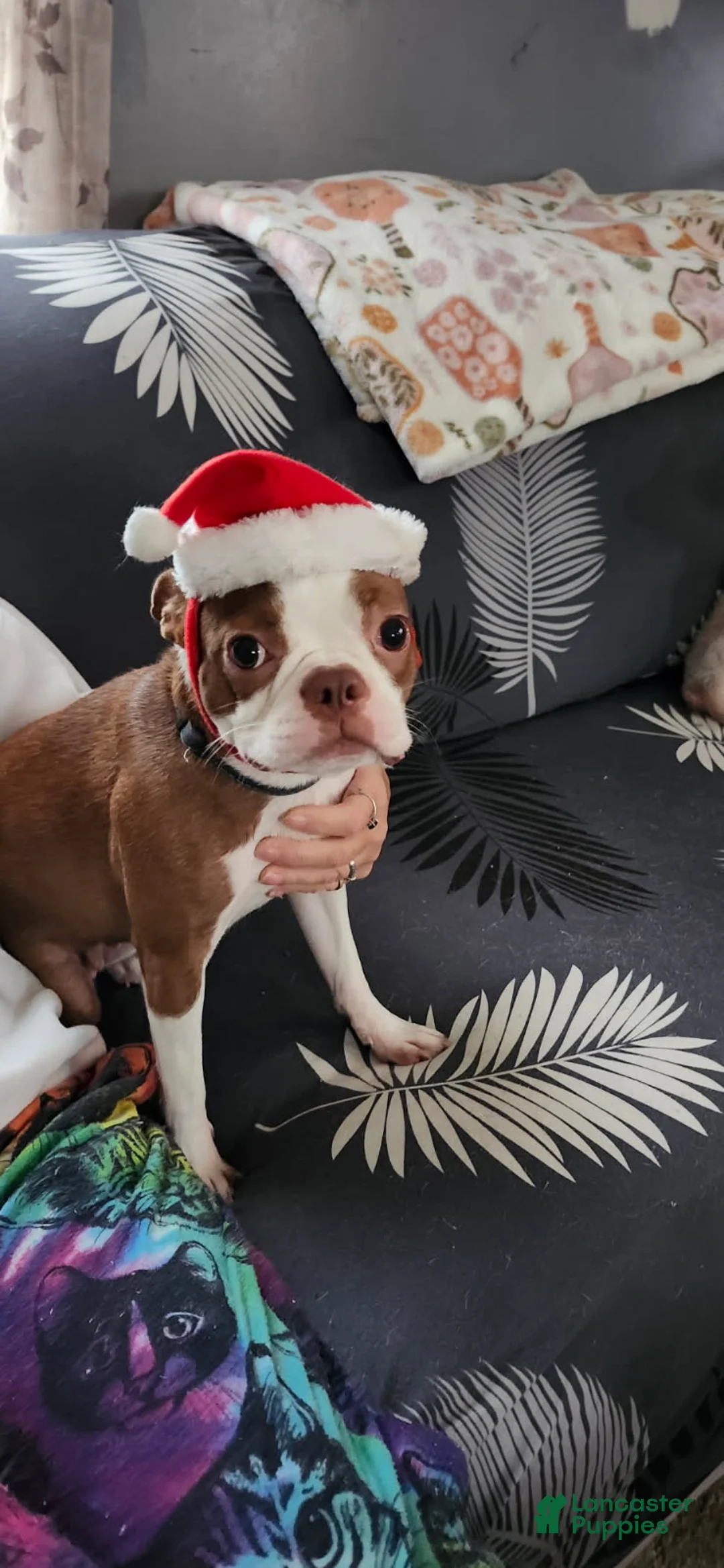 Boston Terrier dogs for sale: Boston Terrier Puppy 1 - Ad 2