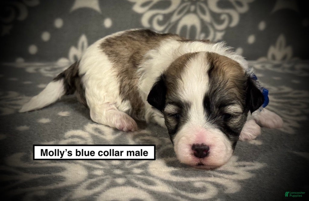 Havanese dogs AKC Molly's Blue Collar Male - Ad 12