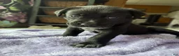 Mixed Breed dogs for sale: Blackberry - Ad 7