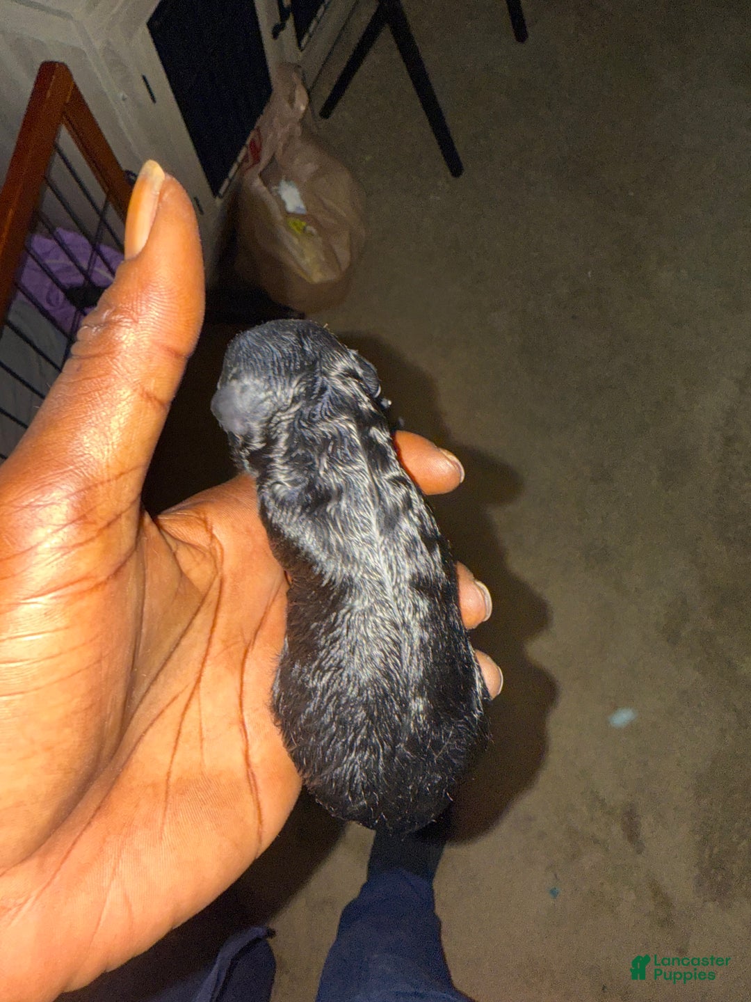 Mini Goldendoodle dogs for sale: Midnite - Ad 3