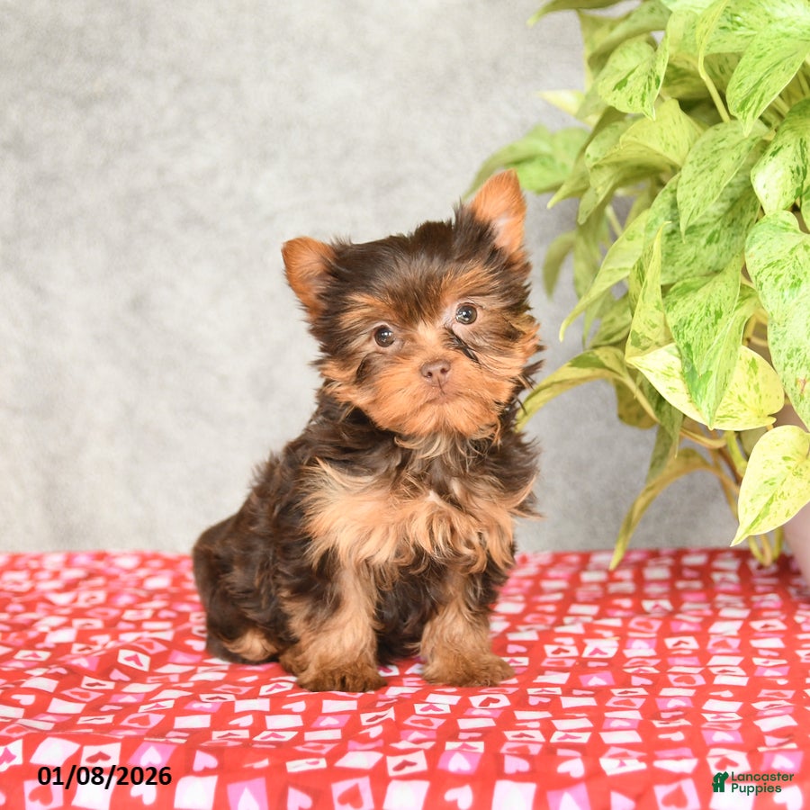 Yorkshire Terrier dogs Cinderella - Ad 15