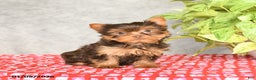 Yorkshire Terrier dogs for sale: Cinderella - Ad 1