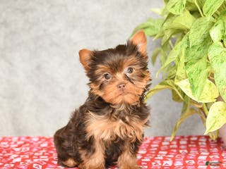 Yorkshire Terrier dogs Cinderella - Ad 37