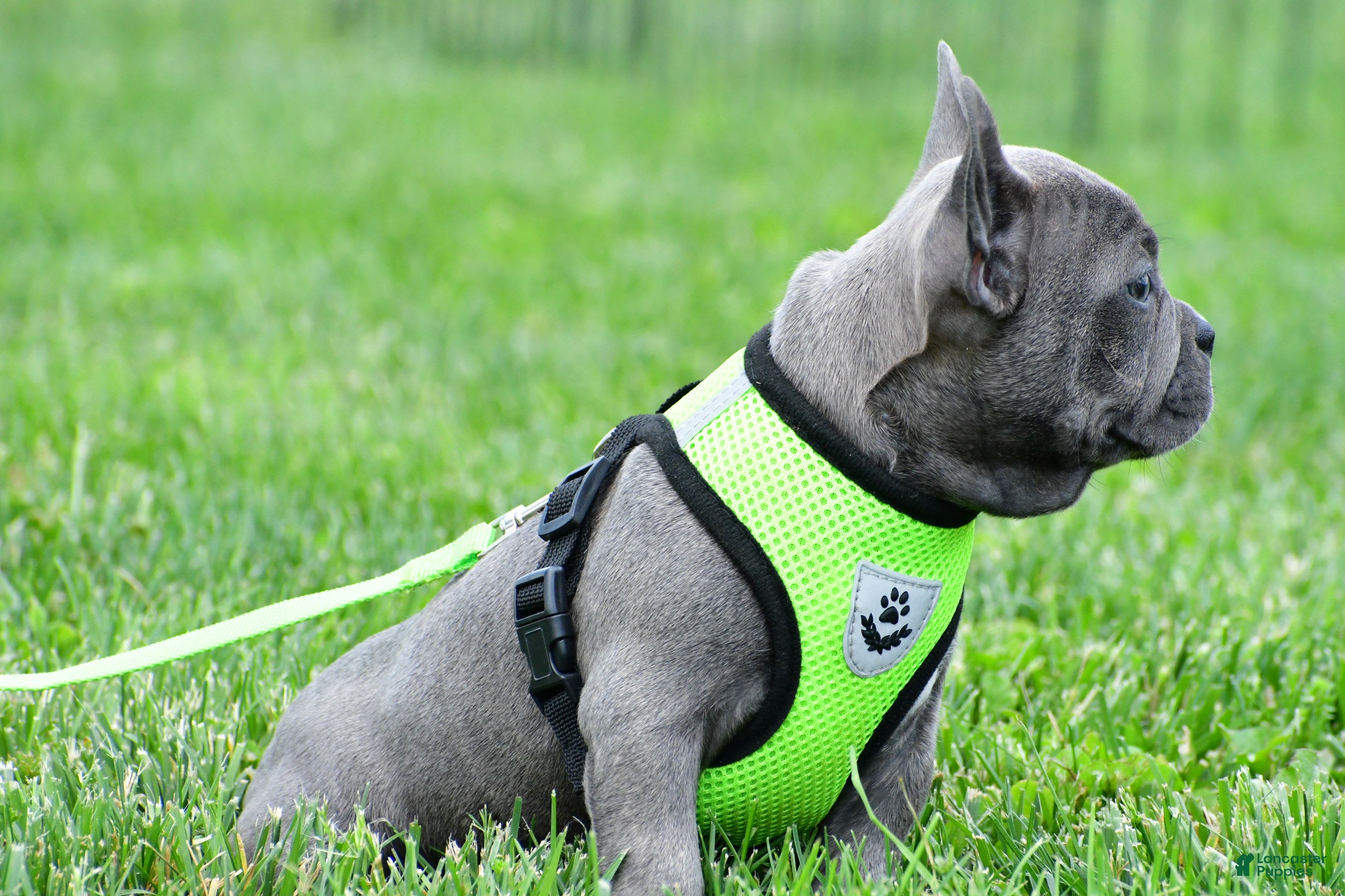 Mixed Breed dogs Freddy - Ad 2