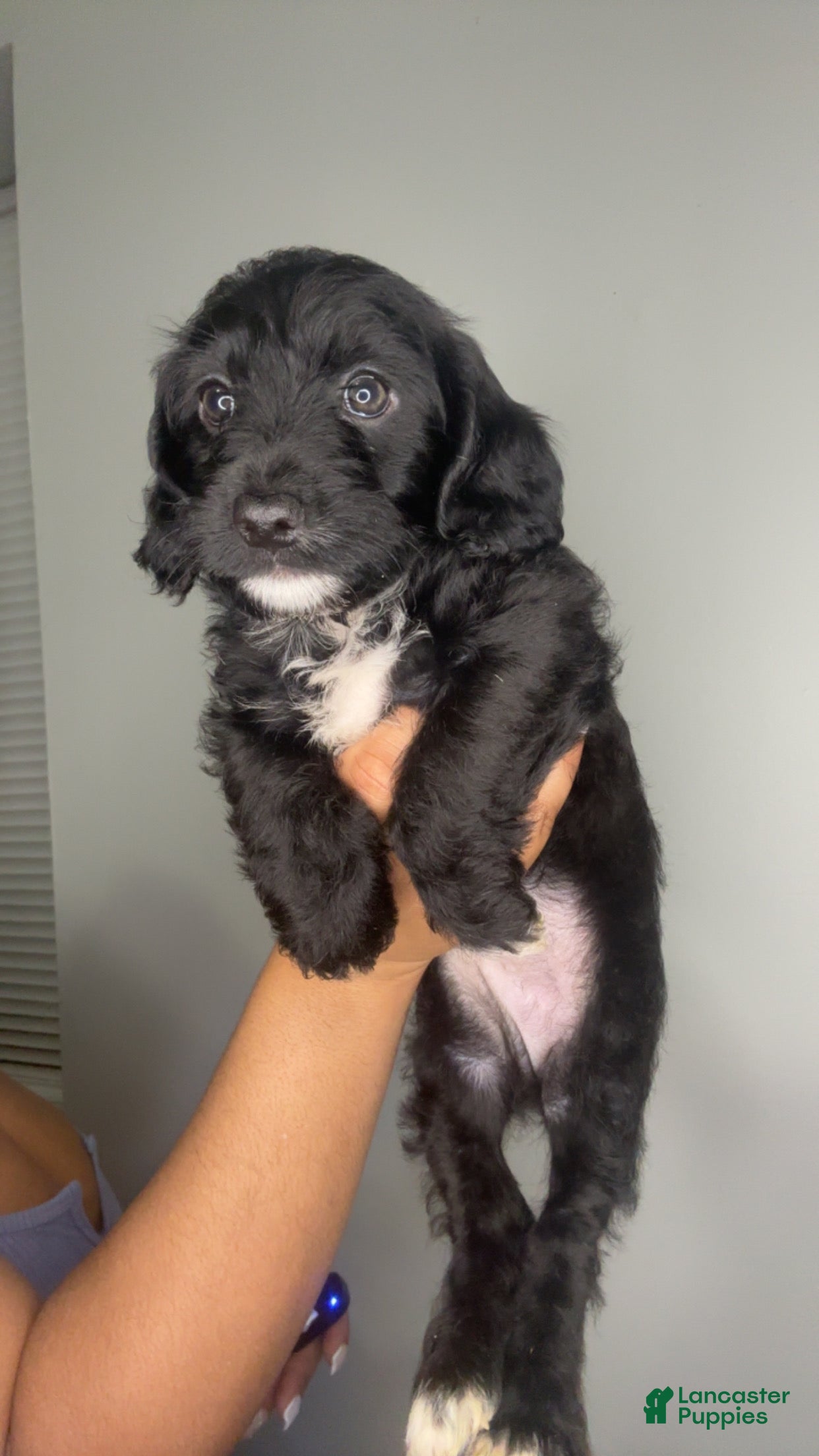 Mixed Breed dogs Hamza - Ad 2